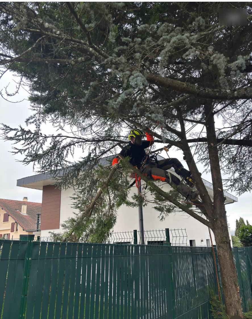 Coupe à ras par démontage d'un thuya